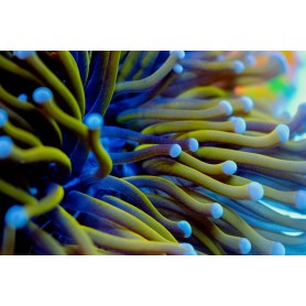 Euphyllia glabrescens - Gold 24k XL Polyps