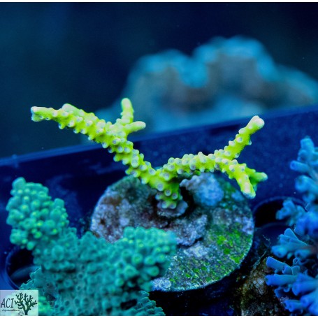 ACI Sour Apple Anacropora (Frag To order)