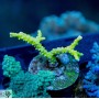 ACI Sour Apple Anacropora (Frag To order)