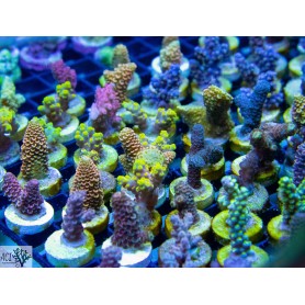Aquacultured Assorted Green Acropora Coral (Acropora sp.) - ORA