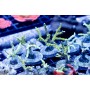 ACI Sour Apple Anacropora (Frag To order)