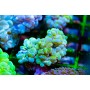 Plerogyra sinosa - Bright Green (Indo Pacific) S/M
