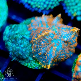 Rhodactis Bullseye Single- Ultra Rhodactis Bullseye Single- Ultra