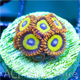 ACI Zoanthid Fruit Loops