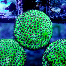 ACI Strawberry Fields Porites ACI Strawberry Fields Porites