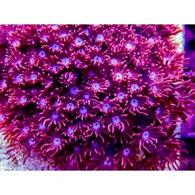 ACI Raspberry Delight Alveopora