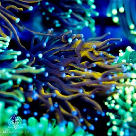 Euphyllia glabrescens - NY Nicks Torch (Indo-Pacific) Euphyllia glabrescens - NY Nicks Torch (Indo-Pacific)