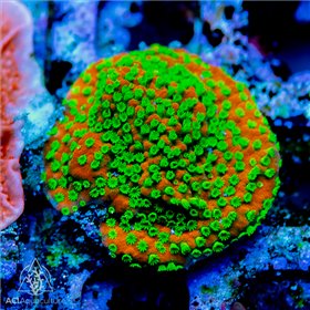 ACI Aquacultured Corals