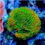 ACI Sunset Montipora