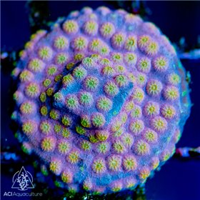 ACI Sunrise Cyphastrea ACI Sunrise Cyphastrea