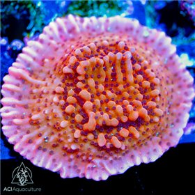 ACI Nauti Spiral Montipora
