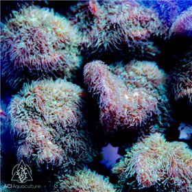 ACI Fuzzy Pavona ACI Fuzzy Pavona