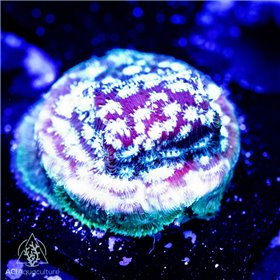 ACI Freeze Factor Leptoseris ACI Freeze Factor Leptoseris