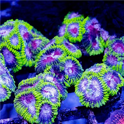 ACI Purple Heart Dipsastraea / Favia