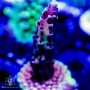 ACI Pink Cadillac Acro (Frag to Order)