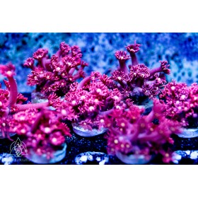 ACI Dragons Breath Goniopora sp. ACI Dragons Breath Goniopora sp.