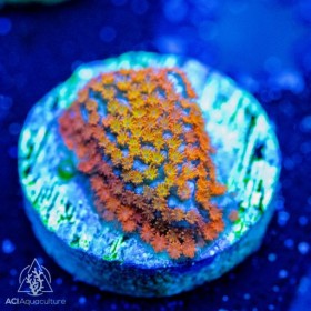 ACI Rainbow Montipora