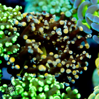 F paradivisa - Orange/Gold Branching Frogspawn