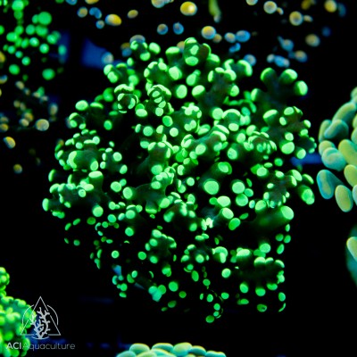 F paradivisa - Neon Green Tip Frogspawn
