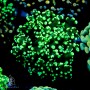 F paradivisa -Neon Green Tip Frogspawn