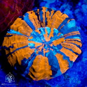 Acanthophyllia- Super (Indo-Pacific)