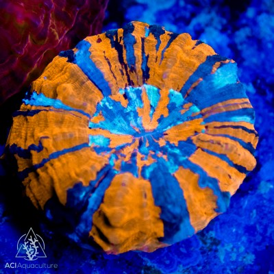 Acanthophyllia- Super (Indo-Pacific)