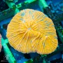 Fungia/Cycloseris - Orange Unique   (Indo-Pacific)