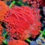Goniopora sp. Red Short Polyp S/M (Indo-Pacific)