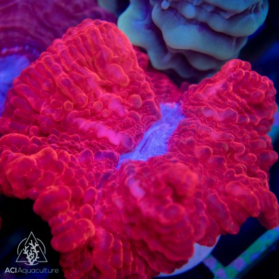 Cynarina - Neon Red  (Indo-Pacific) M/L