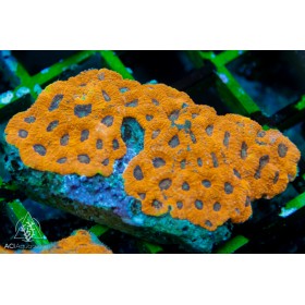 Acanthastrea Echinata -  Metallic L (Indo Pacific)