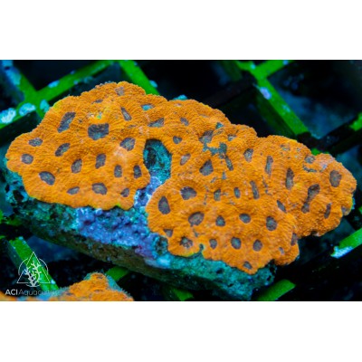 Acanthastrea Echinata -  Metallic L (Indo Pacific)