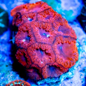 Blastomussa wellsi Red (Indo Pacific) M Blastomussa wellsi Red (Indo Pacific) M