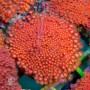 Goniopora sp. Red W/Yellow Center Short Polyp S/M (Indo-Pacific)