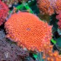 Goniopora sp. Red W/Yellow Center Short Polyp S/M (Indo-Pacific)