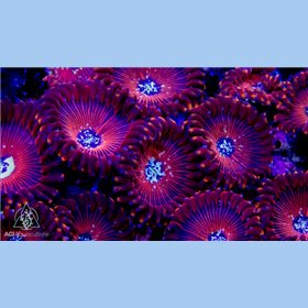ACI Wizards Zoanthid - Multi Polyp