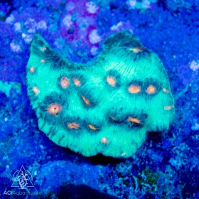 Mycedium elephantotus - Multi-Color (S) Mycedium elephantotus - Multi-Color (S)