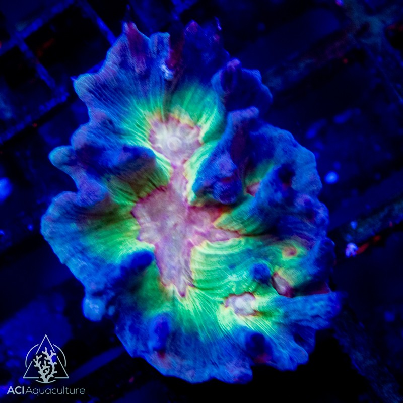 Pectinia sp. Spiney Cup Colored Neon (S)