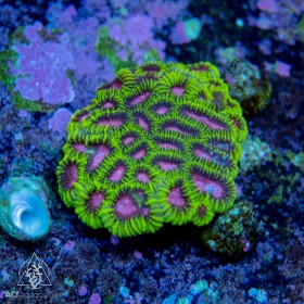 Favia sp - Ultra (Indo-Pacific) Favia sp - Ultra (Indo-Pacific)