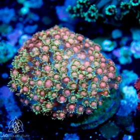 Goniopora sp - Flowerpot  Ultra Multi-color Red NEON (Indo-Pacific) M
