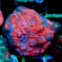 Mycedium - Multi-Color XL (Indo-Pacific) - Ultra