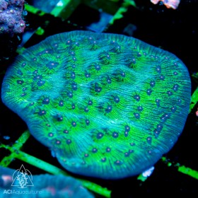 Mycedium - Multi-Color XL (Indo-Pacific) - Ultra Mycedium - Multi-Color XL (Indo-Pacific) - Ultra