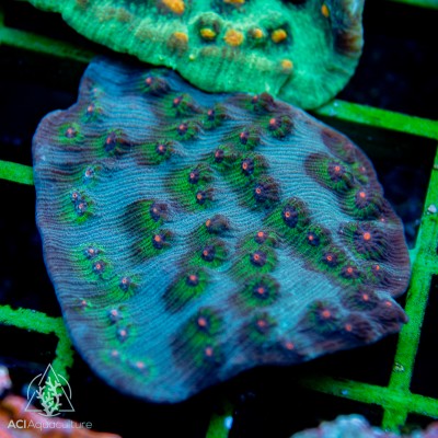 Mycedium - Multi-Color M (Indo-Pacific) - Ultra