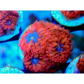 ACI Blue Raven Blastomussa merletti