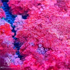 ACI Pink Goniopora