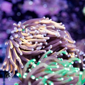 Euphyllia glabrescens - Assorted Ultra Gold/Orange (Indo-Pacific)