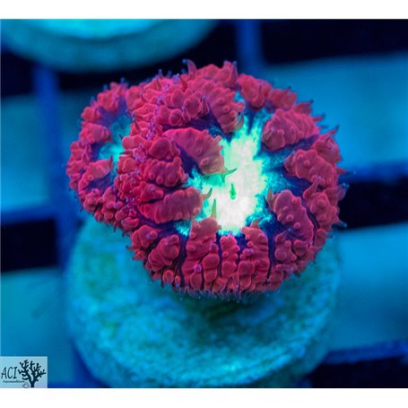 Blasto wellsi - Red