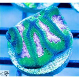 Goniastrea - Pink Valley Green