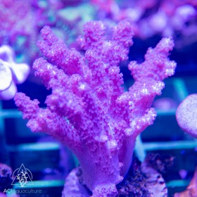 Klyxum sp - Colt Coral (Indo-Pacific) M