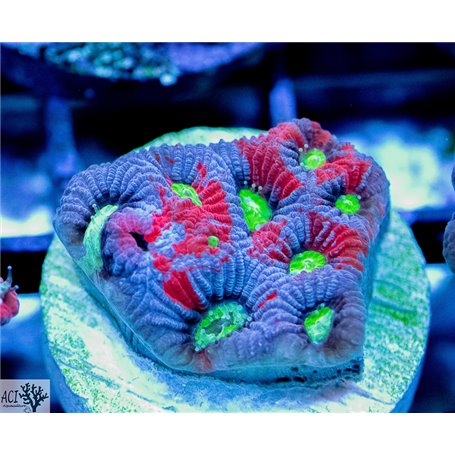 Favites - War Purple 