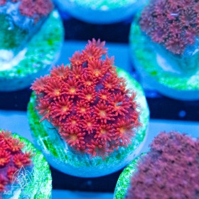 Goniopora - Red/Orange Goniopora - Red/Orange